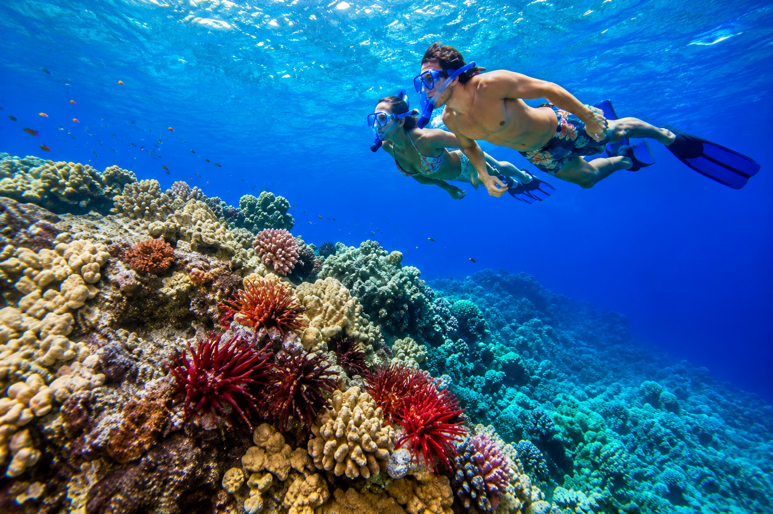 Tiran Island Snorkeling Boat Tour | Sharm El Sheikh